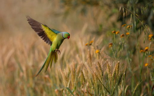 �1759911 �������(a): ����������:2500x1563